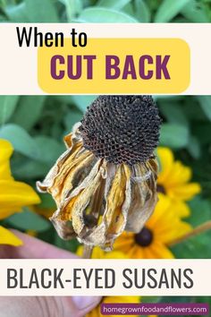 a sunflower with the words when to cut back black - eyed susans on it