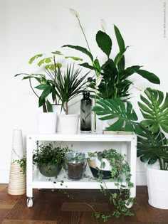 some plants are sitting on top of a shelf