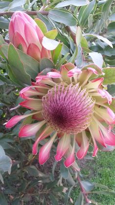 a large pink flower with green leaves on it's head in the middle of a field