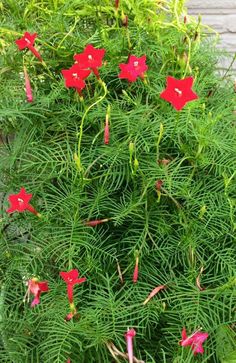 some red flowers are growing on the side of a building in front of green plants