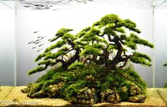 a bonsai tree in an aquarium filled with rocks and gravel, surrounded by other plants