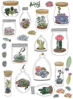 an illustration of various succulents and plants in glass jars