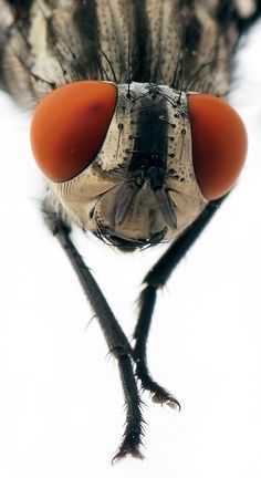 a close up photo of a fly with red eyes