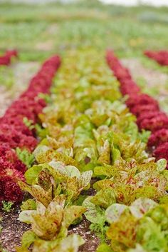 rows of lettuce growing in a field with red and green leaves on them