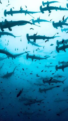 a large group of sharks swimming in the ocean