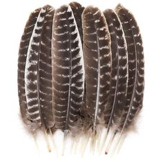 four feathers with white tips are arranged in a row on top of each other against a white background