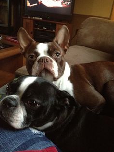 two dogs are sitting on the couch together