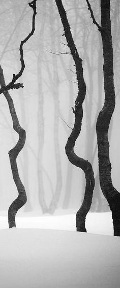 black and white photograph of trees in the snow with no leaves on them, taken from behind