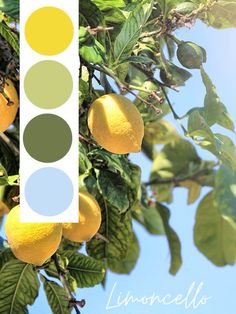 lemons are growing on the tree with green leaves and blue sky in the background