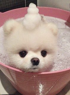 a small white dog sitting in a bathtub with bubbles on it's head