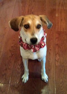 a brown and white dog sitting on top of a wooden floor