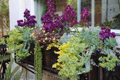 purple and yellow flowers in an old window box