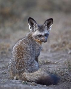 a small animal sitting on top of a dirt field