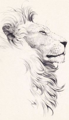 a pencil drawing of a lion's head