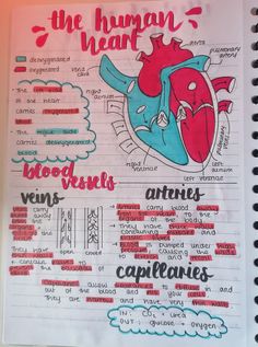 an open notebook with writing on it that says, the human heart blood vessels and capillaries