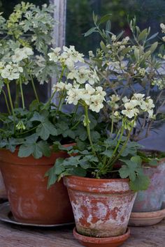 three potted plants sitting on top of a wooden table