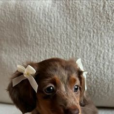 a small brown dog with a white bow on it's head