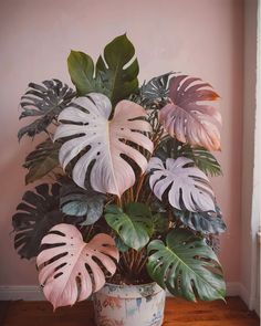 a potted plant with pink and green leaves