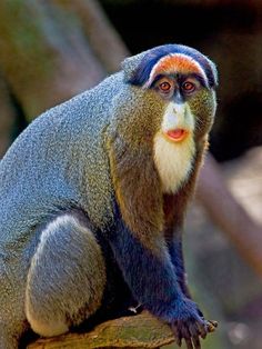 a monkey sitting on top of a tree branch with its eyes open and tongue out