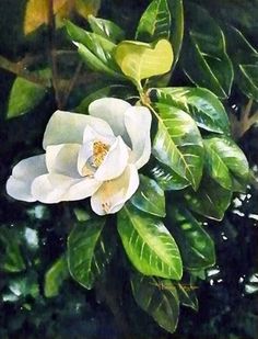 Theresa Ferguson Magnolia Grandiflora, Art Tutorials Watercolor, Florida Art, Diy Canvas Wall Art, Watercolor Lessons, Christmas Card Art, Watercolor Pictures, Watercolor Artists, Botanical Painting