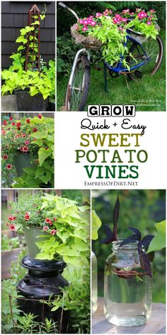 several pictures of different types of plants and flowers in pots with the words grow quick and easy sweet potato vines