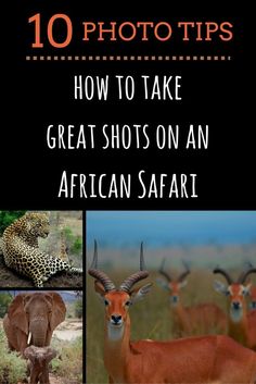 the cover of an african safari book with pictures of antelope and other animals