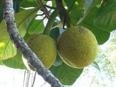 two green fruit hanging from the branches of a tree