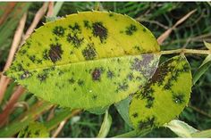 a green leaf with black spots on it