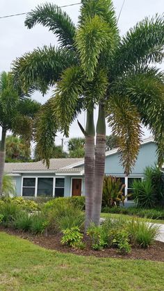 a palm tree in front of a house with lots of greenery on the lawn