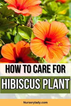 Hibiscus care -
Hibiscus plant care tips -
Hibiscus plant maintenance -
Hibiscus gardening advice -
Hibiscus plant problems -
Hibiscus troubleshooting -
Hibiscus plant health -
Hibiscus plant care guide -
Hibiscus plant watering -
Hibiscus plant pests -
Flowering plant care -
Plant care techniques -
Gardening tips -
Indoor plant care -
Hibiscus plant diseases -
Garden maintenance -
Plant pruning -
Pest control for plants -
Organic gardening methods -
Plant nutrition requirements - How To Care For Hibiscus Plants, Wilting Flowers, Ginger Plants