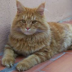 an orange cat laying on the ground next to a wall