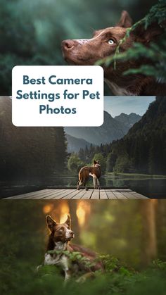 two dogs sitting on a dock with the caption best camera settings for pet photos