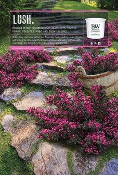 a garden with pink flowers and rocks on the ground