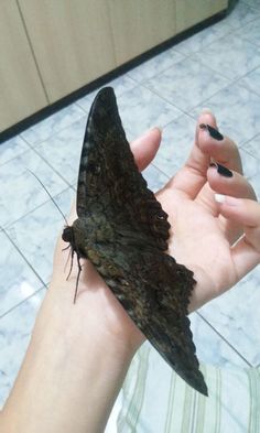 a person holding a large brown and black butterfly in their left hand on the tile floor