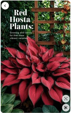 the cover of red hosta plants growing and caring for the plant's vibrant varieties