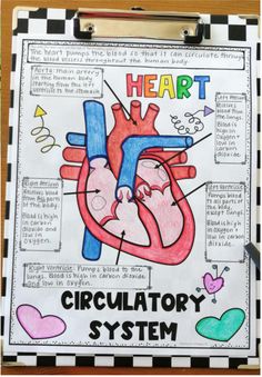 a bulletin board with an image of a heart and the words, criculatorary system graphic organizer system