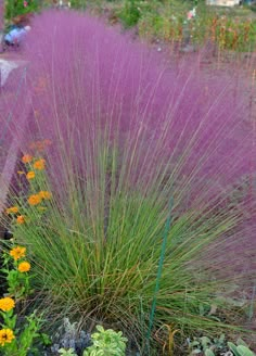 some purple flowers and plants in a garden