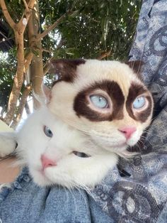 a white and brown cat with blue eyes sitting on someone's lap in front of a tree