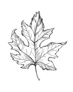 a drawing of a maple leaf