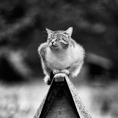 a cat sitting on top of a birdhouse looking up at the sky in black and white