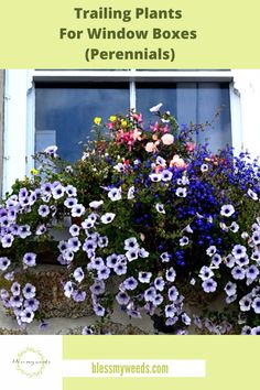 a window box filled with purple and white flowers