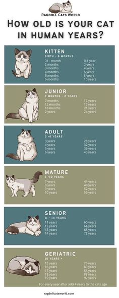 an info sheet with cats and their names