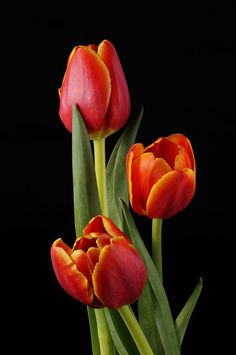 three red tulips with green stems against a black background