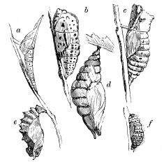 the stages of an insect's life cycle, vintage line drawing or engraving