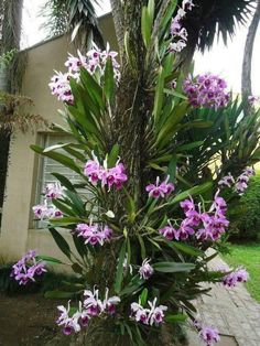 purple and white flowers are growing in front of a house with palm trees on the side