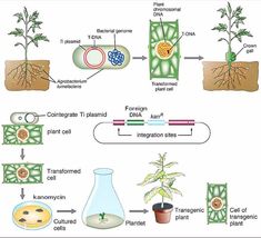 the diagram shows how plants grow from seed to plant cell, and what they can do with them