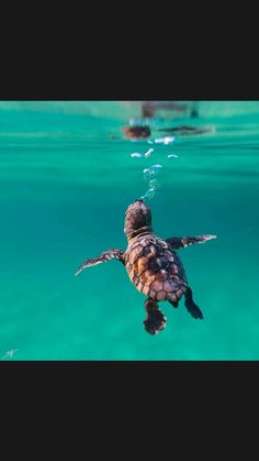 a sea turtle swimming in the ocean with two other animals behind it and an empty white border