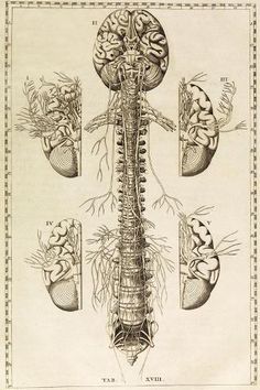 an illustration of the human nervous system, with its major branches and peripherals labeled