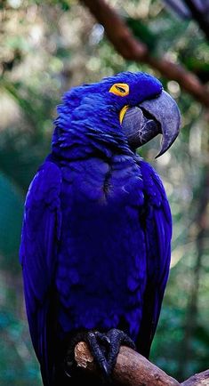 a blue parrot sitting on top of a tree branch