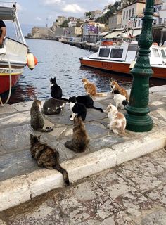 a group of cats sitting on top of a stone floor next to a body of water